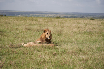 Lion and Lioness Kenya Safari Savanna Mating