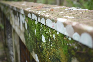 Fototapeta premium moss and fungus