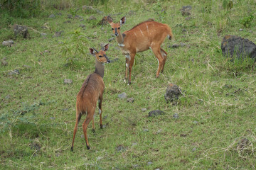 Lowland Nyala Tragelaphus angasii Spiral horned antelope Africa