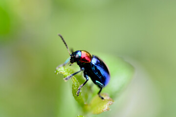 bug on a leaf
