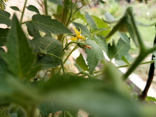 yellow rose on a branch, green, beautyful, tomato tree, live on the ground, backyard garden, in indonesia country, palembang province, fertile, plant, nature, tree, leaves, summer, flora, brance