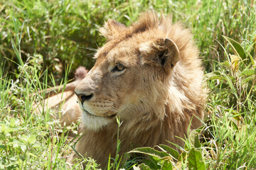 A Young Lion in the morning sun of Ngorongoro crater Serengeti
