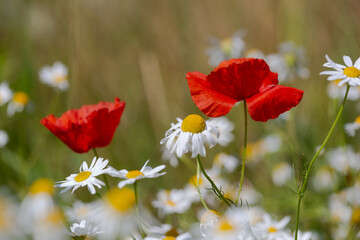Fototapeta premium red poppies in a daisies field