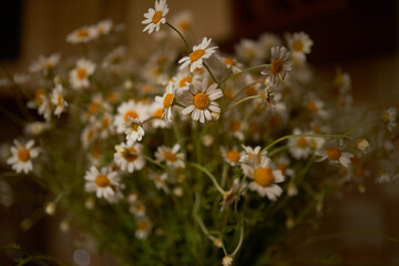 Fototapeta premium Bouquet of white daisies. Photo for a holiday card. Mothers Day. Father's day. Beautiful bouquet of daisies .