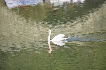 swan swimming in the water