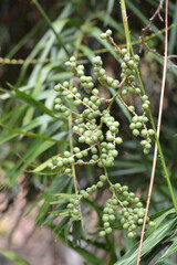 fruit on plant in garden