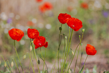 Fototapeta premium Red poppies in the open air, with blue, green and white backgrounds. with daisies, cornflowers.