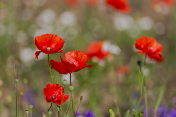 Red poppies in the open air, with blue, green and white backgrounds. with daisies, cornflowers.