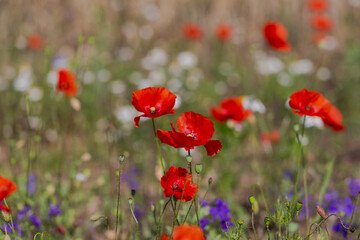 Red poppies in the open air, with blue, green and white backgrounds. with daisies, cornflowers.