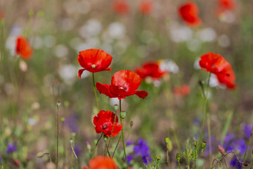 Red poppies in the open air, with blue, green and white backgrounds. with daisies, cornflowers.