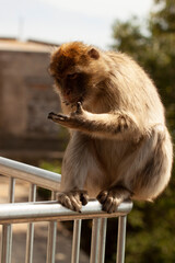 Barbary macaque looking at his hand, Gibraltar