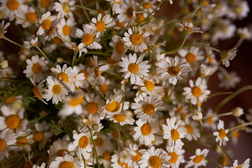 Bouquet of white daisies. Photo for a holiday card. Mothers Day. Father's day. Beautiful bouquet of daisies .