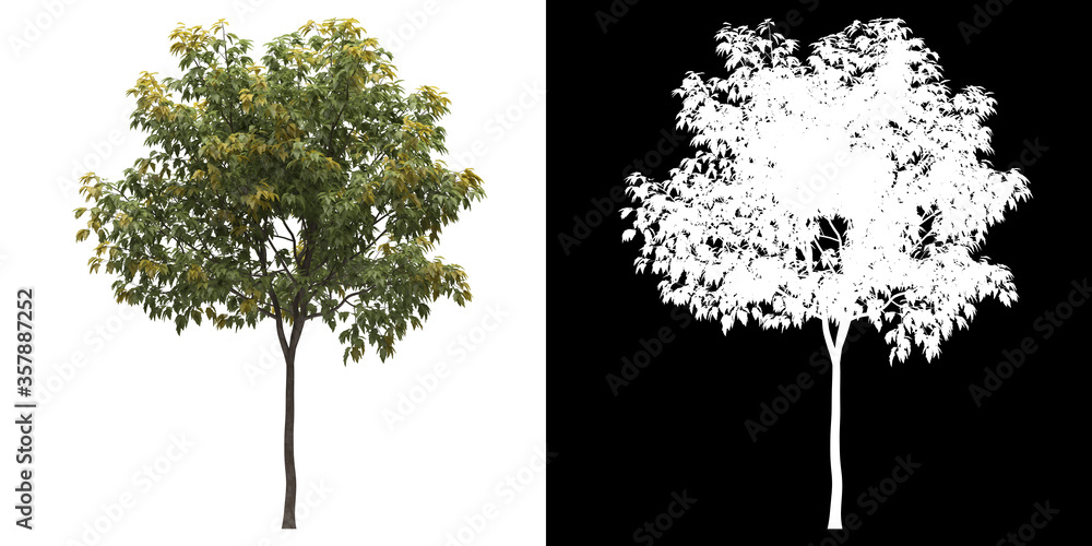 Canvas Prints left view of tree (acer negundo odessanum) png with alpha channel to cutout made with 3d render