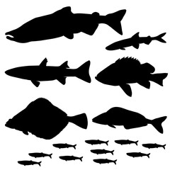 Set of sea fish. Chum salmon, mullet, sprat, smelt, sea bass, halibut, lingcod. Vector image.