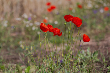 Red poppies in the open air, with blue, green and white backgrounds. with daisies, cornflowers.