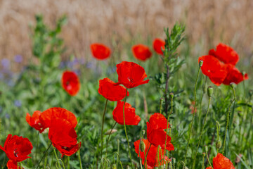 Red poppies in the open air, with blue, green and white backgrounds. with daisies, cornflowers.