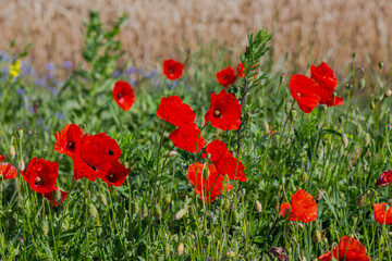 Naklejka premium Red poppies in the open air, with blue, green and white backgrounds. with daisies, cornflowers.