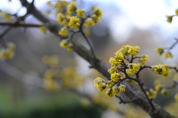 Dogwood Cornus Cornelian branch, soft close up of branch with buds and flowers