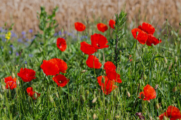 Fototapeta na wymiar Red poppies in the open air, with blue, green and white backgrounds. with daisies, cornflowers.