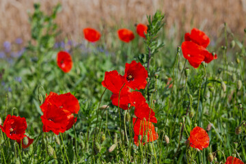 Obraz premium Red poppies in the open air, with blue, green and white backgrounds. with daisies, cornflowers.