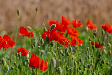 Red poppies in the open air, with blue, green and white backgrounds. with daisies, cornflowers.