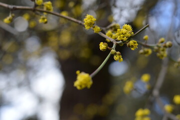 Dogwood Cornus Cornelian branch, soft close up of branch with buds and flowers