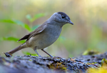 Male Eurasian blackcap (sylvia atricapilla) posing on an aged lichen stem bark in forest