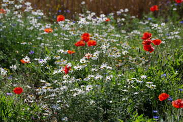 Red poppies in the open air, with blue, green and white backgrounds. with daisies, cornflowers.