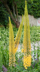 Eremurus stenophyllus - Quenouille de cléopâtre ou lis des steppes à magnifique épis de petites fleurs étoilées en forme de coupe jaune-soufre © Marc