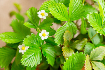 Pretty white flowers of heirloom wild alpine strawberry plant growing in a ceramic pot on a balcony as a part of urban gardening project as seen on a sunny summer day in Trento, Italy, Europe