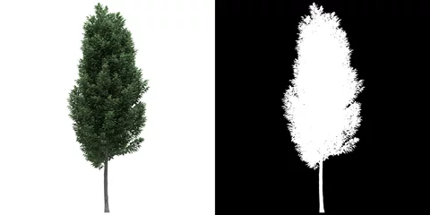 Foto op Canvas Front view of tree (Carpinus Betulus Frans Fontaine) png with alpha channel to cutout made with 3D render © Govinda