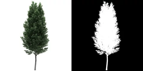 Foto op Canvas Left view of tree (Carpinus Betulus Frans Fontaine) png with alpha channel to cutout made with 3D render © Govinda