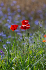 Red poppies in the open air, with blue, green and white backgrounds. with daisies, cornflowers.