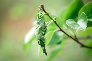 Weevil beetle weaves eggs from a pear leaf