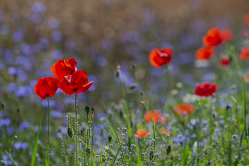 Red poppies in the open air, with blue, green and white backgrounds. with daisies, cornflowers.