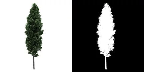 Foto op Canvas Left view of tree (Carpinus Betulus Frans Fontaine) png with alpha channel to cutout made with 3D render © Govinda