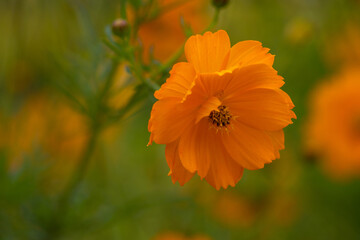 Chrysanthemum Yellow