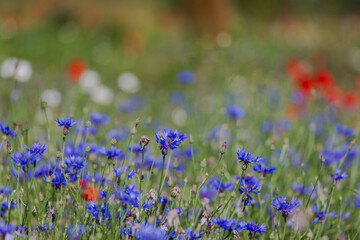 Red poppies in the open air, with blue, green and white backgrounds. with daisies, cornflowers.