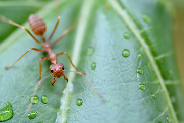 macro ant on a green leaf 