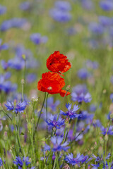 Red poppies in the open air, with blue, green and white backgrounds. with daisies, cornflowers.