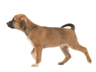 The brown puppy lies on a white background.