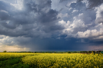 Obraz premium field of yellow rape and storm clouds
