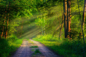 Fototapeta premium road in the sunrise forest