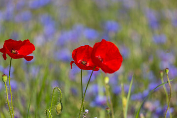 Naklejka premium Red poppies in the open air, with blue, green and white backgrounds. with daisies, cornflowers.