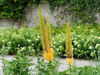 Eremurus stenophyllus - Quenouille de cléopâtre ou lis des steppes à magnifique épis de petites fleurs étoilées en forme de coupe jaune-soufre, feuillage touffu, linéaire vert grisâtre © Marc