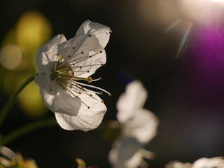 Flower and rays © Aleksandra