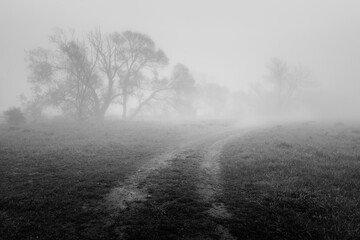 foggy morning in the forest