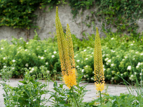 Eremurus stenophyllus - Quenouille de cl&eacute;op&acirc;tre ou lis des steppes &agrave; magnifique &eacute;pis de petites fleurs &eacute;toil&eacute;es en forme de coupe jaune-soufre, feuillage touffu, lin&eacute;aire vert gris&acirc;tre