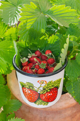 A cute cup with organic ripe sweet red fruits of wild alpine strawberry plant just harvested on own balcony as a part of urban gardening project as seen on a sunny summer day in Trento, Italy, Europe