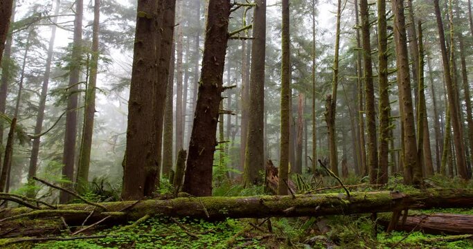 Panning time lapse shot of tall trees in woodland during foggy weather - Oregon, Oregon